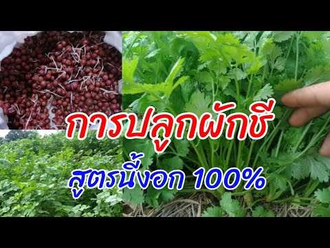 วิธีการปลูกผักชี ง่ายนิดเดียว วิธีการปลูกผักชี ง่ายนิดเดียว