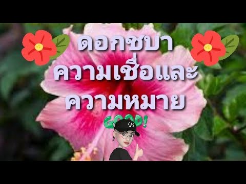 ดอกชบา#ความหมาย#ความเชื่อ ดอกชบา#ความหมาย#ความเชื่อ