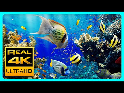 The Best 4K Aquarium for Relaxation II ???? Relaxing Oceanscapes - Sleep Meditation 4K UHD Screensaver