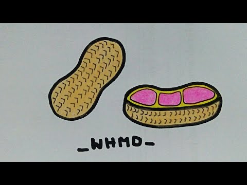 วาดรูปถั่วลิสง How to draw a peanut