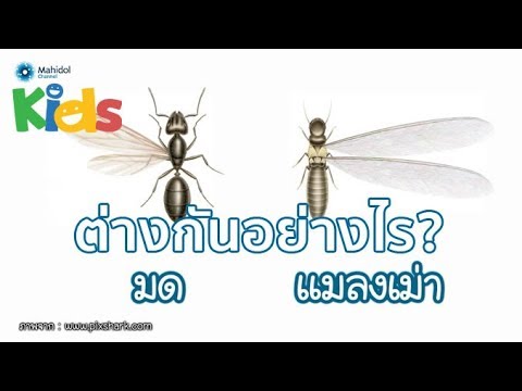 มดมีปีก กับแมลงเม่า ต่างกันอย่างไร? [by Mahidol]