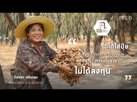 ปรับนา 17 ไร่ “ปลูกต้นจามจุรี กวาดใบขาย” โกยรายได้ปีละ 100,000 บาท ปรับนา 17 ไร่ “ปลูกต้นจามจุรี กวาดใบขาย” โกยรายได้ปีละ 100,000 บาท