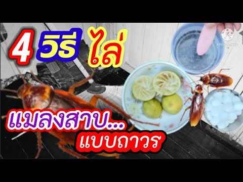 4 วิธีไล่ แมลงสาบ แบบถาวร 4 วิธีไล่ แมลงสาบ แบบถาวร