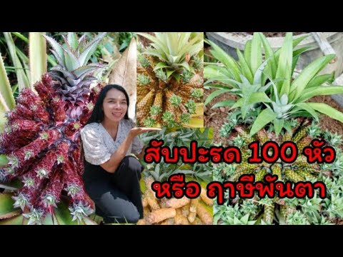 สับปะรดร้อยหัว/ฤาษีพันตา สับปะรดร้อยหัว/ฤาษีพันตา