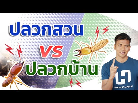 ปลวกสวน VS ปลวกบ้าน ต่างกันยังไง ? ปลวกสวน VS ปลวกบ้าน ต่างกันยังไง ?
