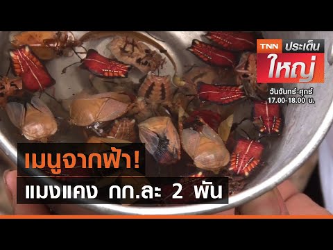 เมนูจากฟ้า! แมงแคง กก.ละ 2 พัน | TNN ประเด็นใหญ่ 05-05-2564 เมนูจากฟ้า! แมงแคง กก.ละ 2 พัน | TNN ประเด็นใหญ่ 05-05-2564
