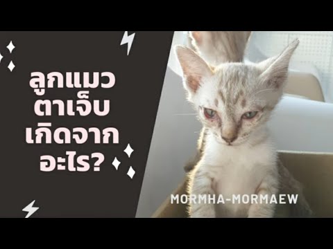 ลูกแมวตาเจ็บ เกิดจากอะไร?