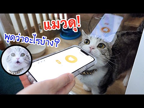 ลองใช้ app คุยกับแมว! จริงๆแล้ว แมวดุมันพูดว่าอะไร?