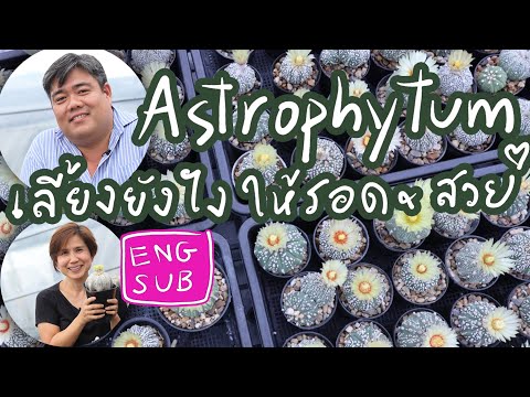 Astrophytum แอสโตรไฟตั้ม เลี้ยงยังไงให้รอด & สวย คำแนะนำจาก Mr.Myrio | Cactus Journey EP.13