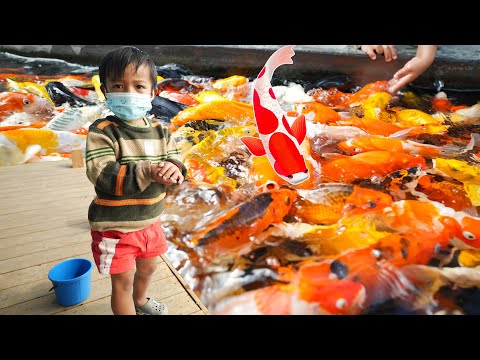 ให้อาหารปลาคาร์ฟบนมือ ปลาตะเพียน เที่ยวประกายคาเฟ่ | พี่ปลื้ม ให้อาหารปลาคาร์ฟบนมือ ปลาตะเพียน เที่ยวประกายคาเฟ่ | พี่ปลื้ม