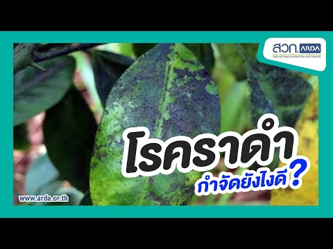 รู้ทันศัตรูพืชเรื่องมะม่วง ตอนโรคราดำ | สวก. รู้ทันศัตรูพืชเรื่องมะม่วง ตอนโรคราดำ | สวก.