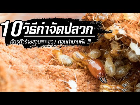 ????ปลวกขึ้นบ้าน ทำไงดี 10 วิธีกำจัดปลวก ด้วยตัวเอง(ไม่ง้อช่าง) ????ปลวกขึ้นบ้าน ทำไงดี 10 วิธีกำจัดปลวก ด้วยตัวเอง(ไม่ง้อช่าง)