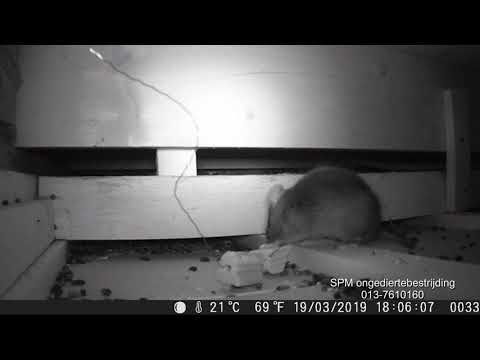 Rattenbestrijding op een plafond. Dichtbij gefilmd Rattenbestrijding op een plafond. Dichtbij gefilmd