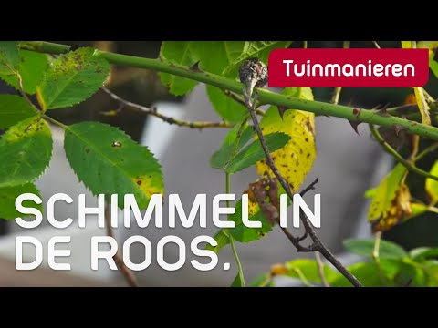 Geel blad en vlekken in de roos. Schimmel? | Ziektes en plagen | Tuinmanieren Geel blad en vlekken in de roos. Schimmel? | Ziektes en plagen | Tuinmanieren