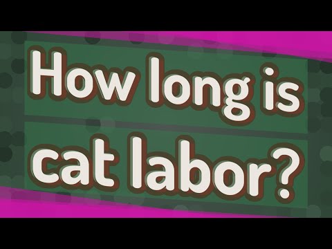 How long is cat labor? How long is cat labor?