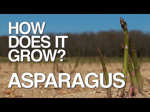 ASPARAGUS | How Does it Grow? ASPARAGUS | How Does it Grow?
