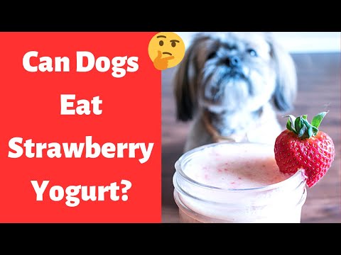 Can Dogs Eat Strawberry Yogurt? Is it safe?