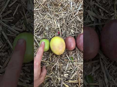 Three things to know about PASSSION Fruit