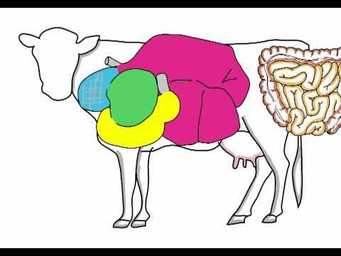 Hoe een koe melk maakt.mov