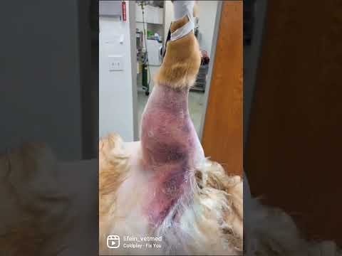 Cute dog's leg fracture healing story