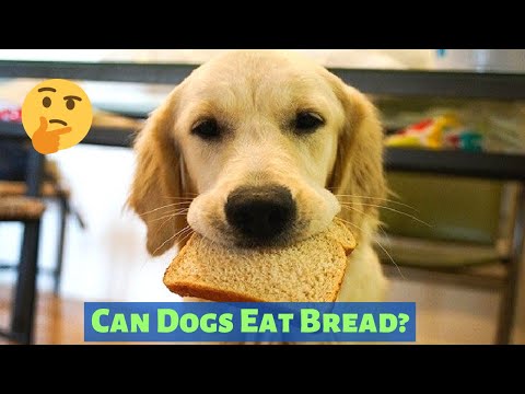 Can Dogs Eat Bread? Should you Feed Bread to your Dog? Can Dogs Eat Bread? Should you Feed Bread to your Dog?